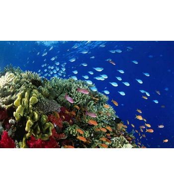 Тур в Египет